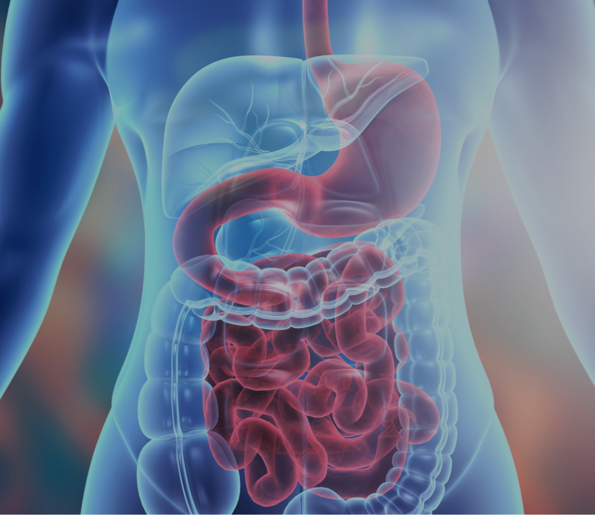 Alimentary Tract And Metabolism